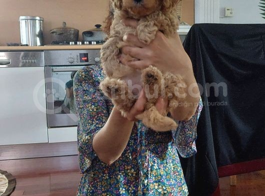 Küt Burunlu Tam Bebek Surat Orjinal Dişi Poodle Yavrusu görsel