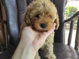 Küt Burunlu Tam Bebek Surat Orjinal Dişi Poodle Yavrusu