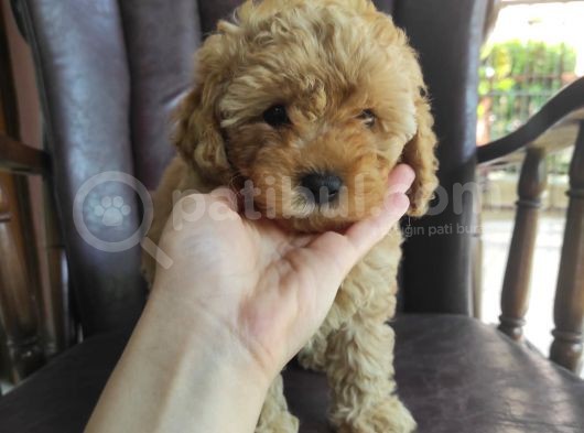 Küt Burunlu Tam Bebek Surat Orjinal Dişi Poodle Yavrusu görsel