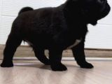 A Kalite Safkan Gül Kuyruk Küt Burun
