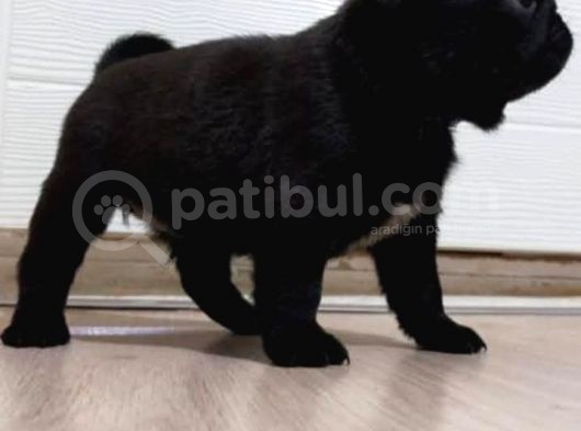 A Kalite Safkan Gül Kuyruk Küt Burun görsel