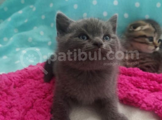 Çok Mu Çook Sevimlier görsel