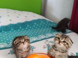 Çok Mu Çook Sevimlier