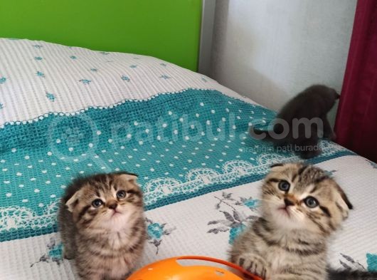 Çok Mu Çook Sevimlier görsel