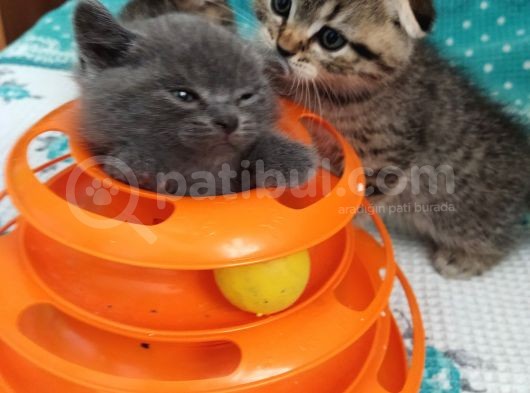 Çok Mu Çook Sevimlier