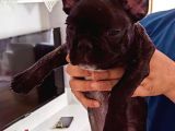 4 Aylık French Bulldog
