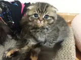 Scottish Longhair
