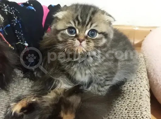 Scottish Longhair