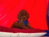 Toy Poodle Yavrularımız