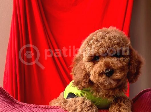 Red Toy Poodle görsel