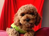 Red Toy Poodle