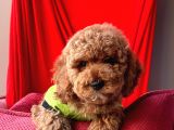 Red Toy Poodle
