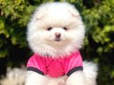 Tedy Bear Pomeranian