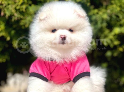 Tedy Bear Pomeranian görsel