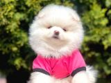 Tedy Bear Pomeranian