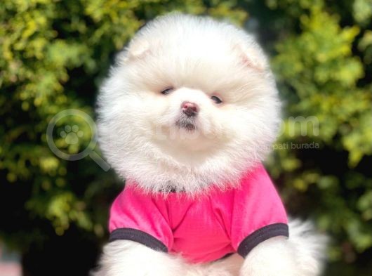 Tedy Bear Pomeranian görsel