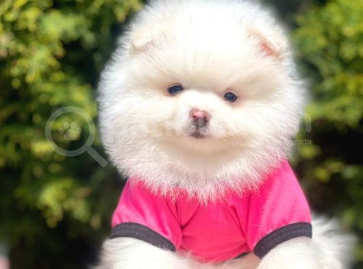 Tedy Bear Pomeranian görsel