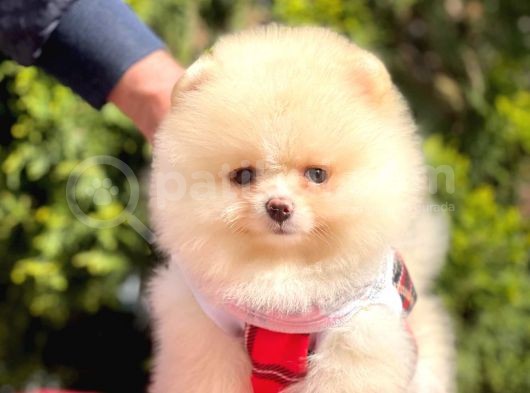Kocakafalı Boo görsel
