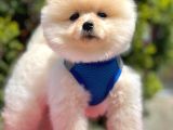 Pomerian Boo Yavruları