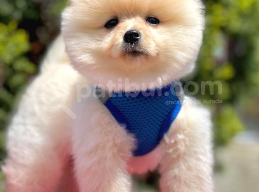Pomerian Boo Yavruları görsel