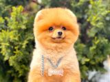 Tedy Bear Boo yavrular
