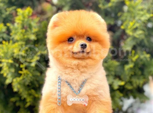 Tedy Bear Boo Yavrular