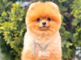 Tedy Bear Boo Yavrular