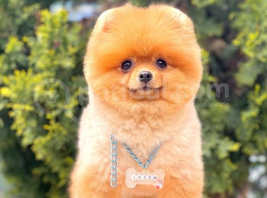 Tedy Bear Boo Yavrular görsel