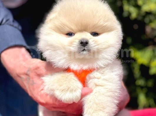 Pomerian Boo Yavrularımız