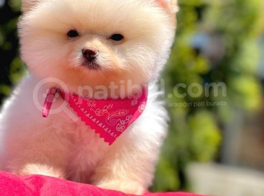 Ayı Yüzlü Boo görsel