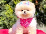 Ayı Yüzlü Boo