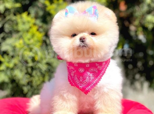 Ayı Yüzlü Boo görsel