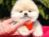 Pomerian Boo Yavrularımız