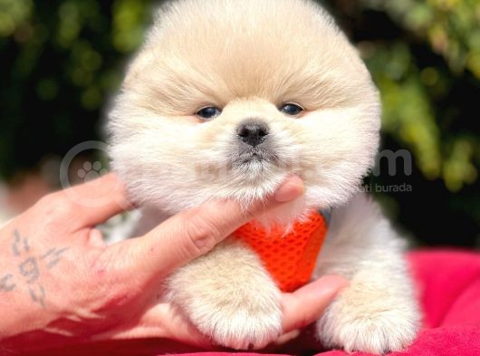 Pomerian Boo Yavrularımız görsel