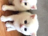 Süt beyaz Mavi gözlü Dişi British Shorthair