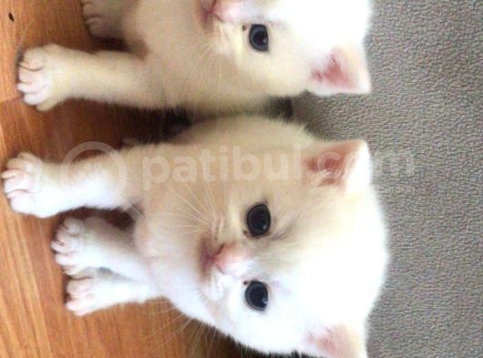 Süt Beyaz Mavi Gözlü Dişi British Shorthair