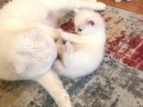 Süt Beyaz Mavi Gözlü Dişi British Shorthair