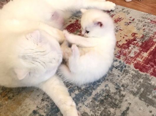 Süt Beyaz Mavi Gözlü Dişi British Shorthair görsel
