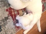 Süt Beyaz Mavi Gözlü Dişi British Shorthair