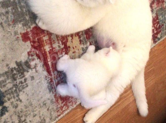 Süt Beyaz Mavi Gözlü Dişi British Shorthair görsel