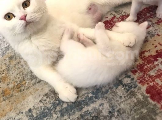 Süt Beyaz Mavi Gözlü Dişi British Shorthair görsel