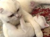 Süt Beyaz Mavi Gözlü Dişi British Shorthair