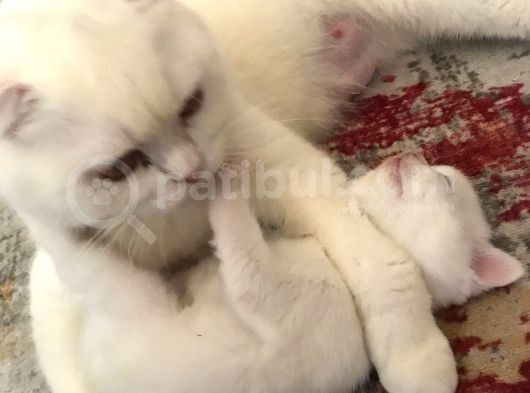 Süt Beyaz Mavi Gözlü Dişi British Shorthair görsel