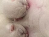 Süt Beyaz Mavi Gözlü Dişi British Shorthair