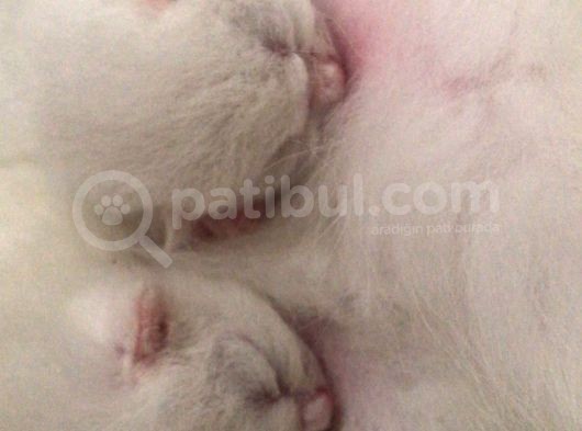 Süt Beyaz Mavi Gözlü Dişi British Shorthair görsel