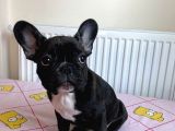 French Bulldog 4 Aylık Dişi
