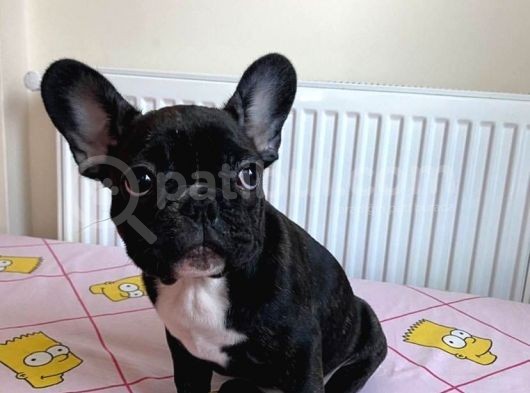 French Bulldog 4 Aylık Dişi
