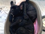 French Bulldog 4 Aylık Dişi