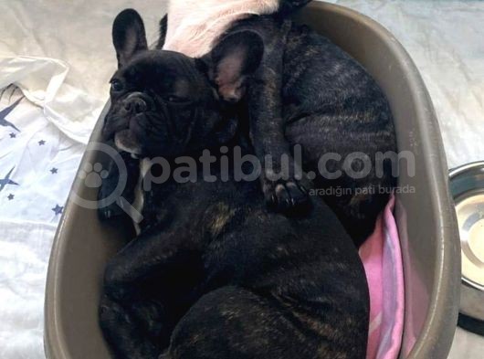 French Bulldog 4 Aylık Dişi görsel