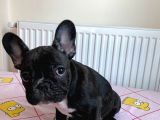French Bulldog 4 Aylık Dişi
